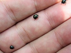 Coptosoma scutellatum