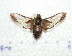 Hemaris aethra