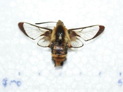 Hemaris aethra