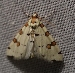Conchylodes octonalis