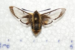 Hemaris aethra
