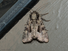 Apamea indocilis