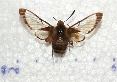 Hemaris aethra