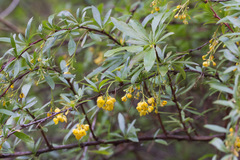 Berberis fendleri