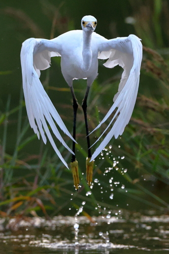 Snowy Egret, Austin, TX, USA, photo 5 of 10