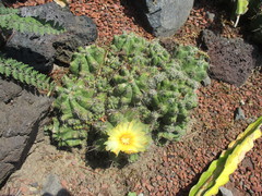 Thelocactus