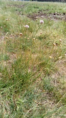 Armeria maritima elongata