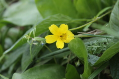 Viola nuttallii