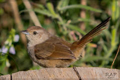 Little Thornbird photo 2