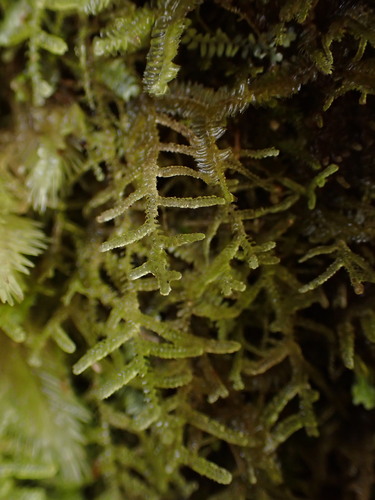 Lepidozia bidens