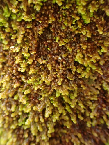 Frullania scandens
