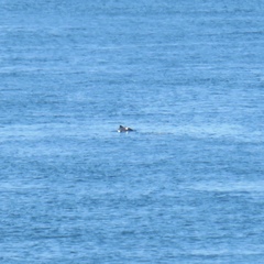 Phocoena phocoena vomerina