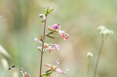 Clarkia unguiculata