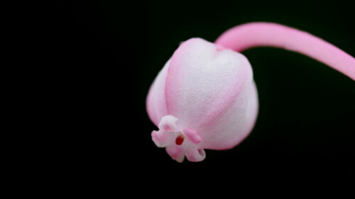 Andromeda polifolia