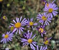 Erigeron breweri