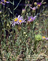 Erigeron breweri