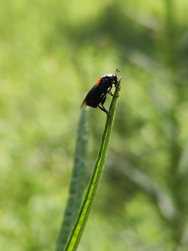Ripiphorus luteipennis