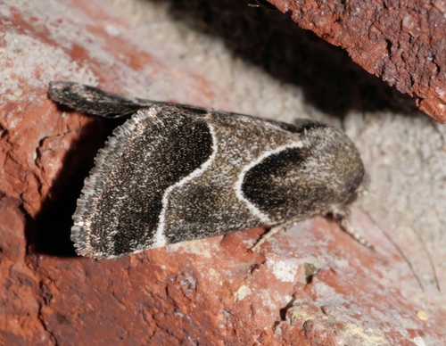 Ragweed Flower Moth photo 6