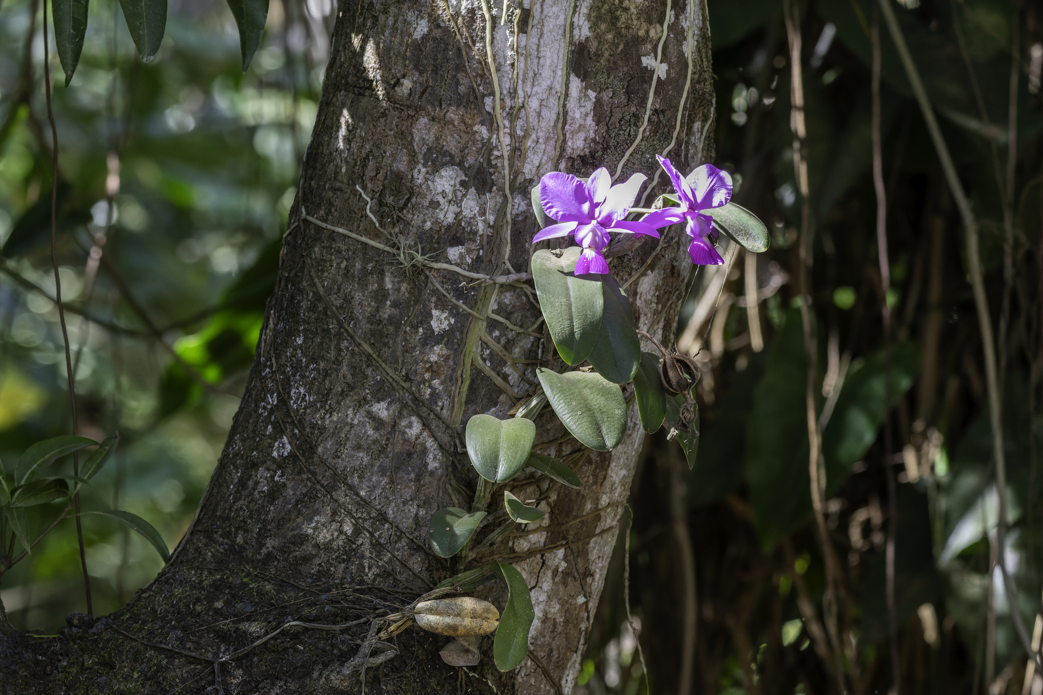 Imagem de Orquídea