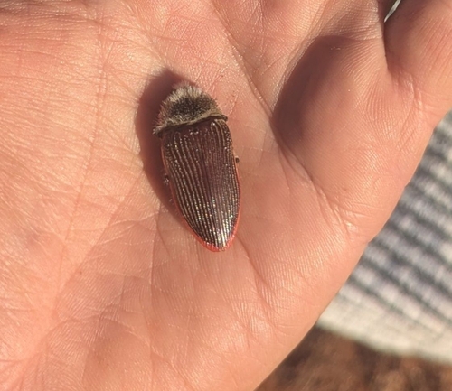 Temognatha pubicollis