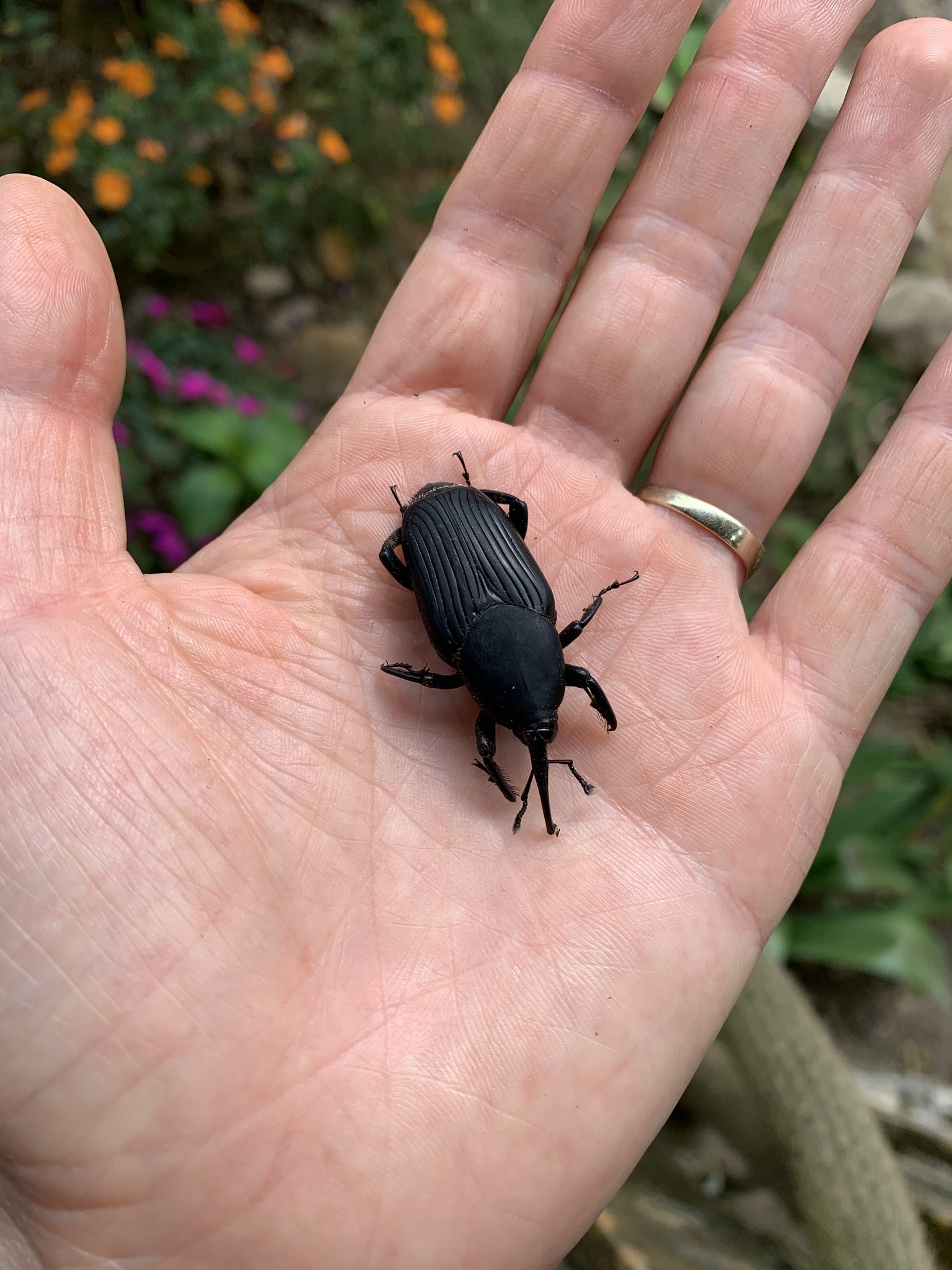 Rhynchophorus palmarum image