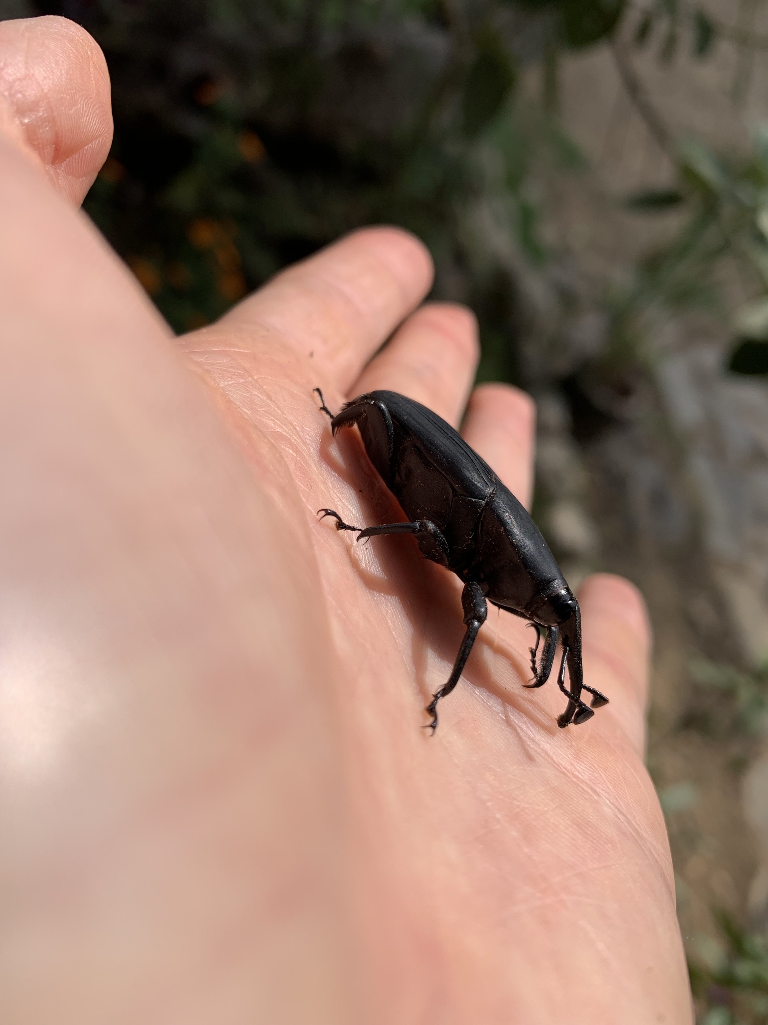 Rhynchophorus palmarum image