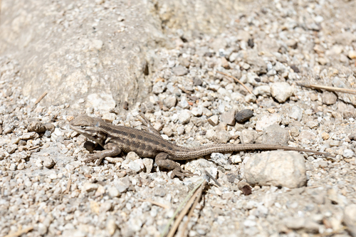 iNaturalist observation photo of Common Sagebrush Lizard