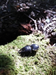 Pachyodontus languidus