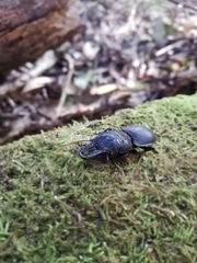 Pachyodontus languidus