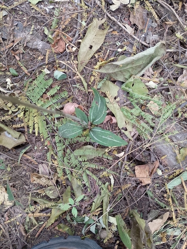 Cyclopogon elegans