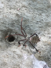 Acanthocephala declivis