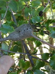 Andricus chrysolepidicola
