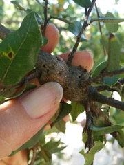 Andricus chrysolepidicola