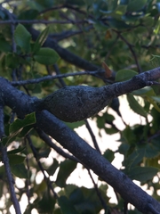 Andricus chrysolepidicola