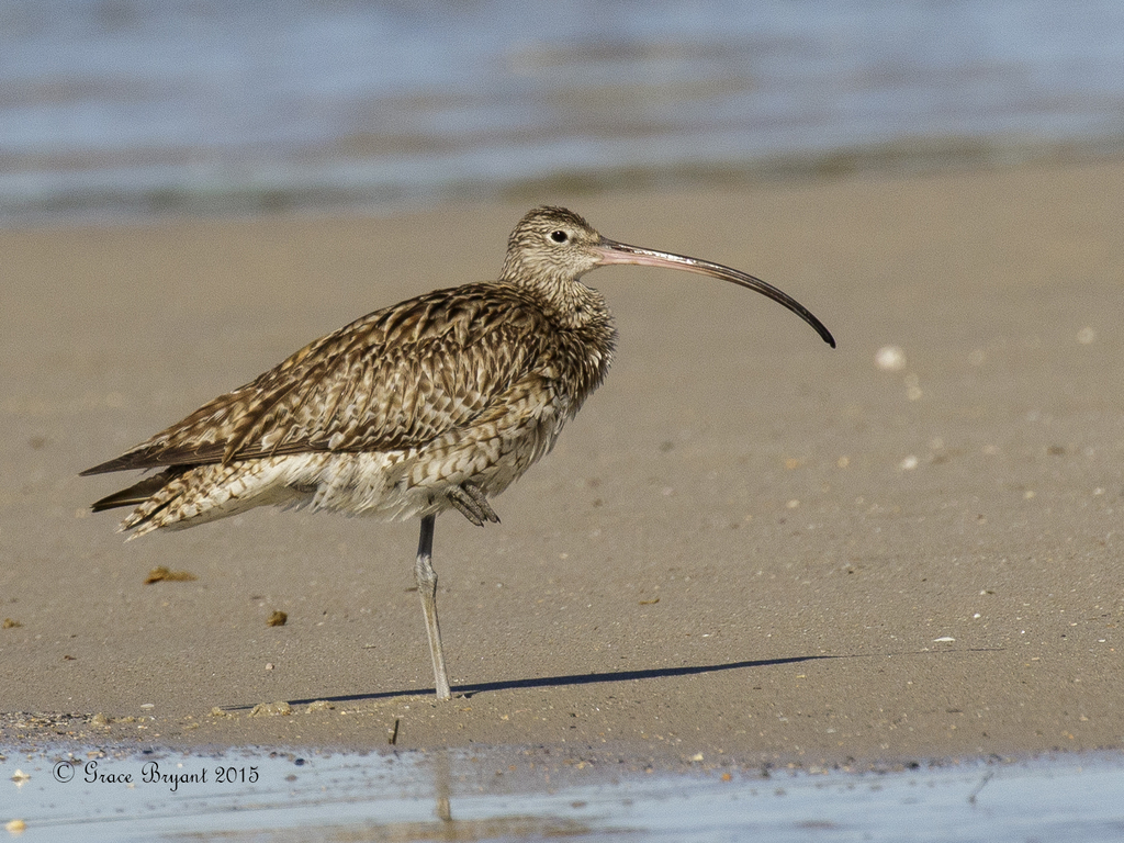 Far Eastern Curlew photo