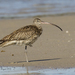 Far Eastern Curlew - Photo (c) Grace Bryant, some rights reserved (CC BY-NC), uploaded by Grace Bryant