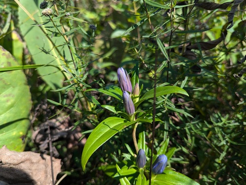 Billington's gentian (Gentiana ×)