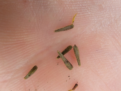 Image of Bidens infirma by (c) simonpesant, some rights reserved (CC BY)