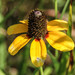 Rudbeckia amplexicaulis - Photo (c) Cassi,  זכויות יוצרים חלקיות (CC BY-NC), הועלה על ידי Cassi