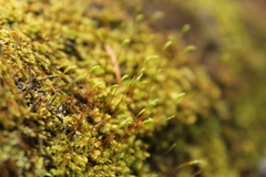 Ceratodon