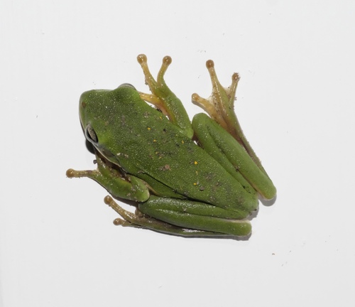 Green Treefrog photographed in Oklahoma