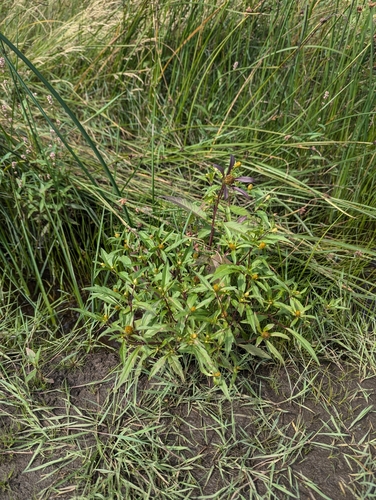 Connecticut Beggarticks (Bidens heterodoxa)