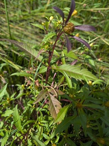 Image of Bidens heterodoxa by no rights reserved