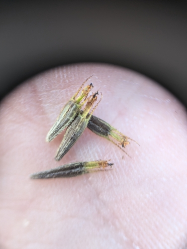 Image of Connecticut Beggarticks (Bidens heterodoxa) by no rights reserved