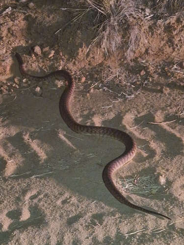 Black-headed Python sighting