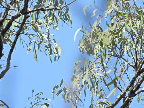 Image of Eucalyptus exserta by (c) Scott W. Gavins, some rights reserved (CC BY)