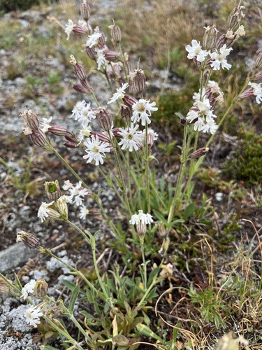 Silene parryi (S.Watson) C.L.Hitchc. & Maguire