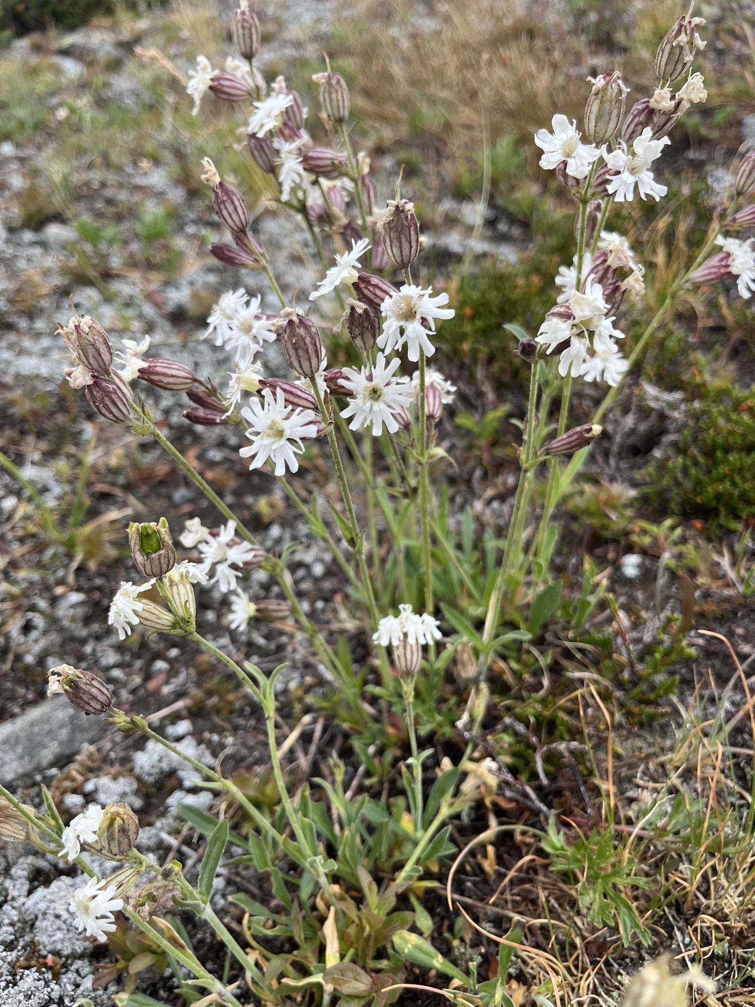 Silene parryi