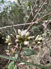 Chromolaena bullata, photograph (c) Nicolás Baresch Uribe, some rights reserved (CC BY)