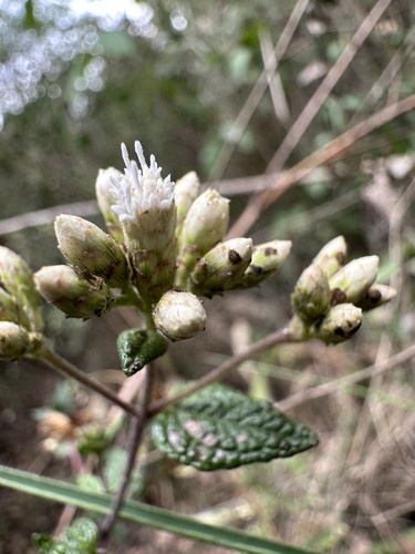 Chromolaena bullata, photograph 6